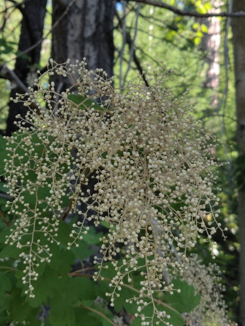 Oceanspray photo 2
