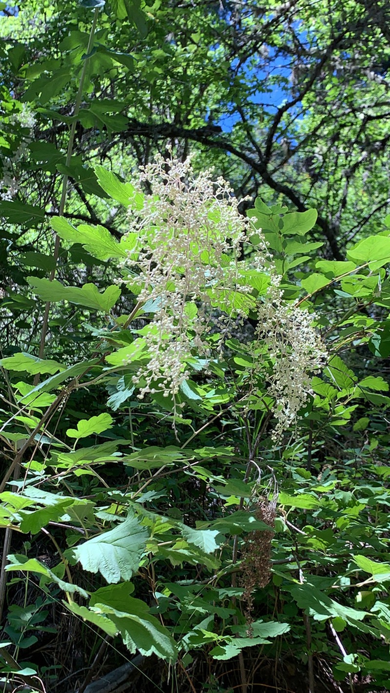 Oceanspray photo 3