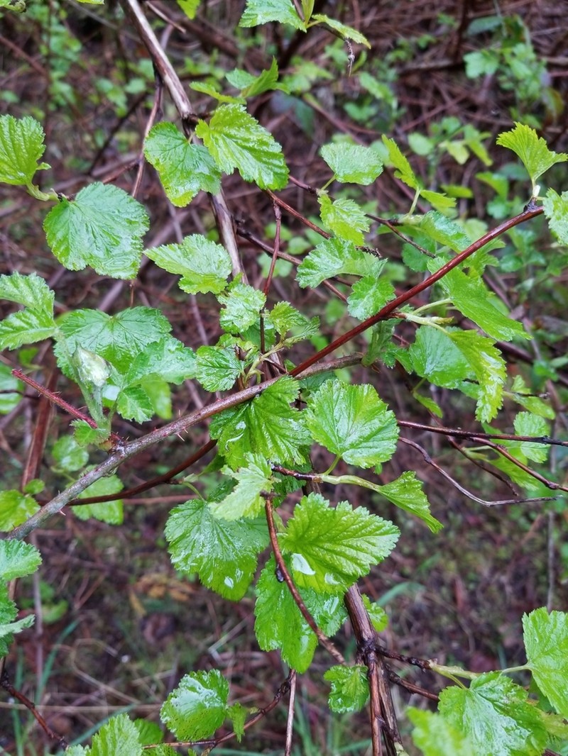 Oceanspray photo 4