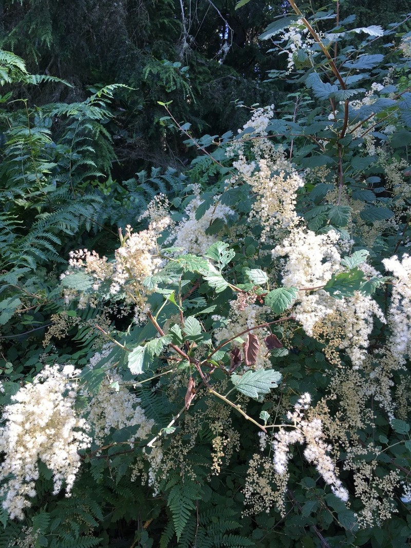 Oceanspray photo 5