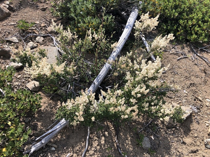 Oceanspray photo 6