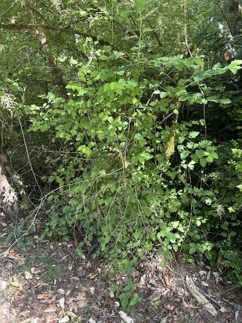 Oceanspray photo 8