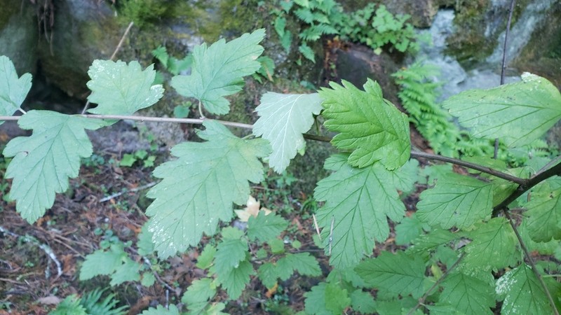 Rockspirea