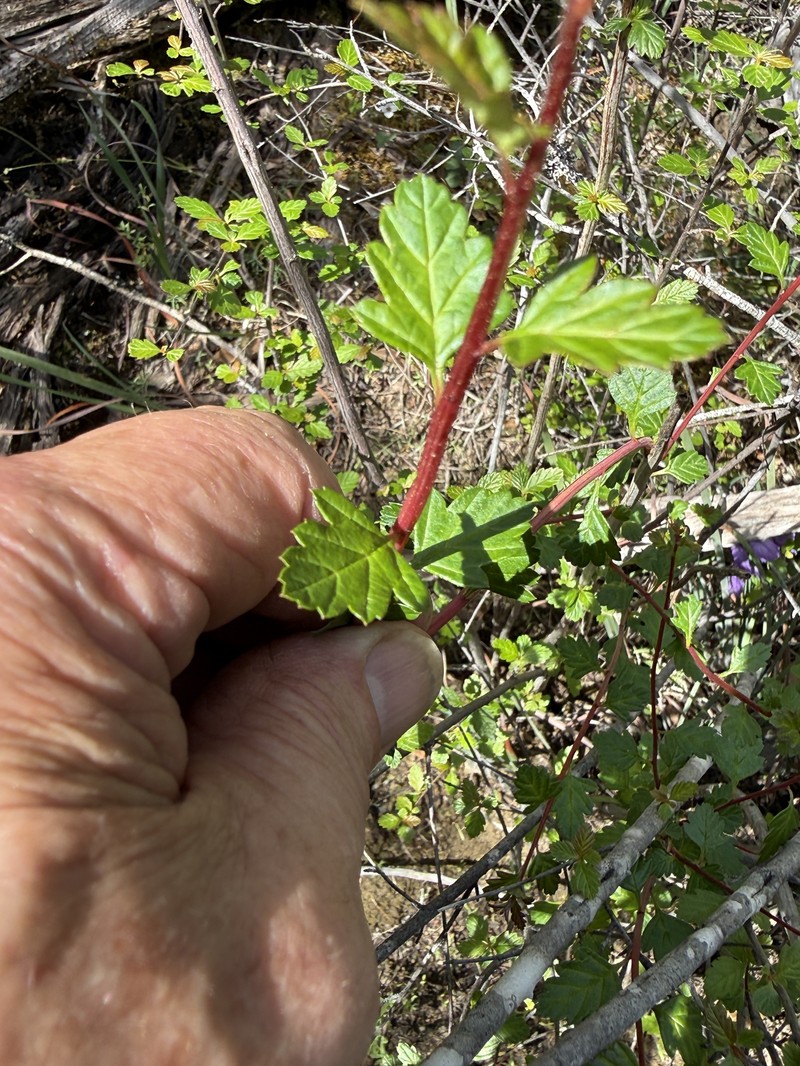 Holodiscus discolor var. cedrorum