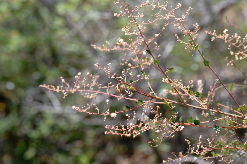 Holodiscus discolor var. cedrorum photo 2