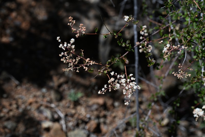 Holodiscus discolor var. cedrorum photo 3