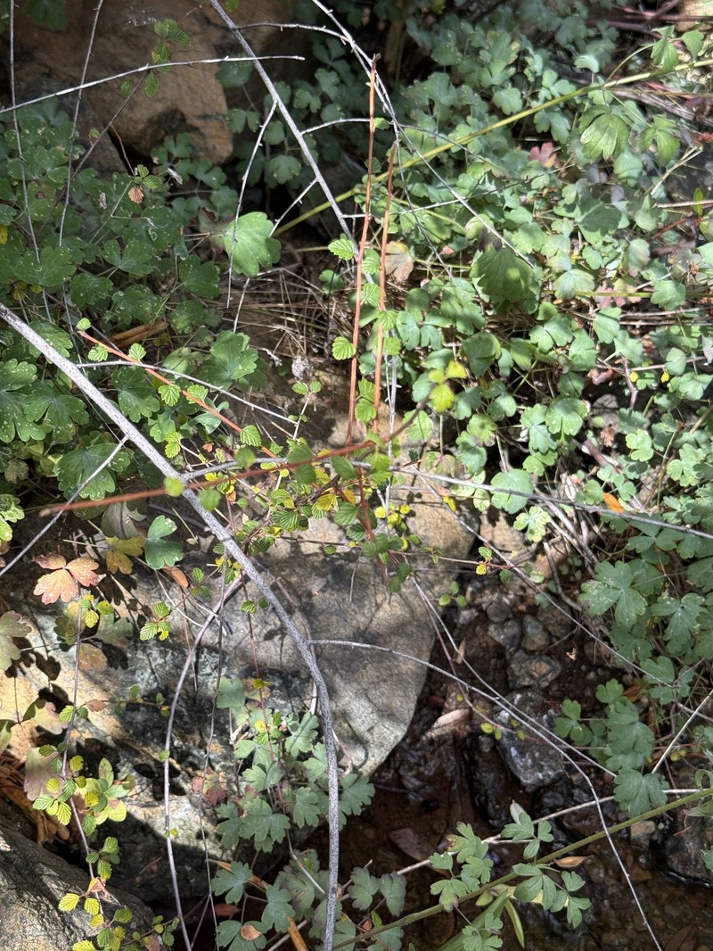 Holodiscus discolor var. cedrorum photo 4