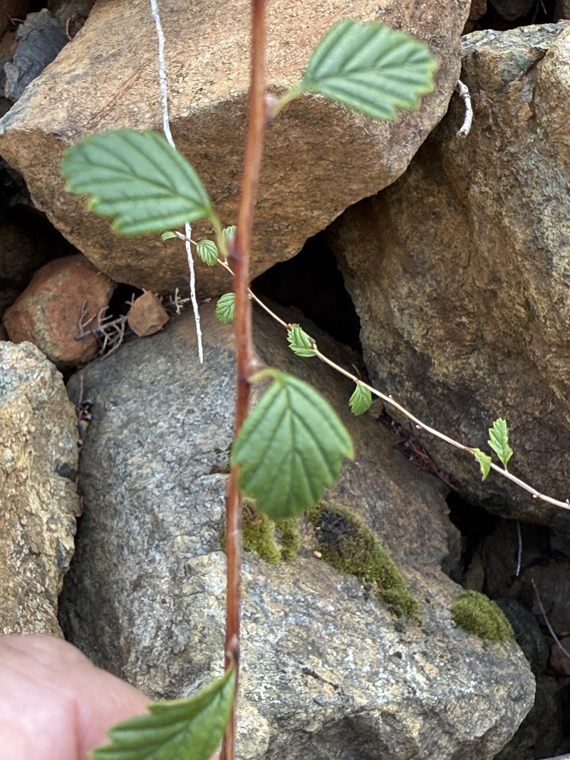 Holodiscus discolor var. cedrorum photo 5