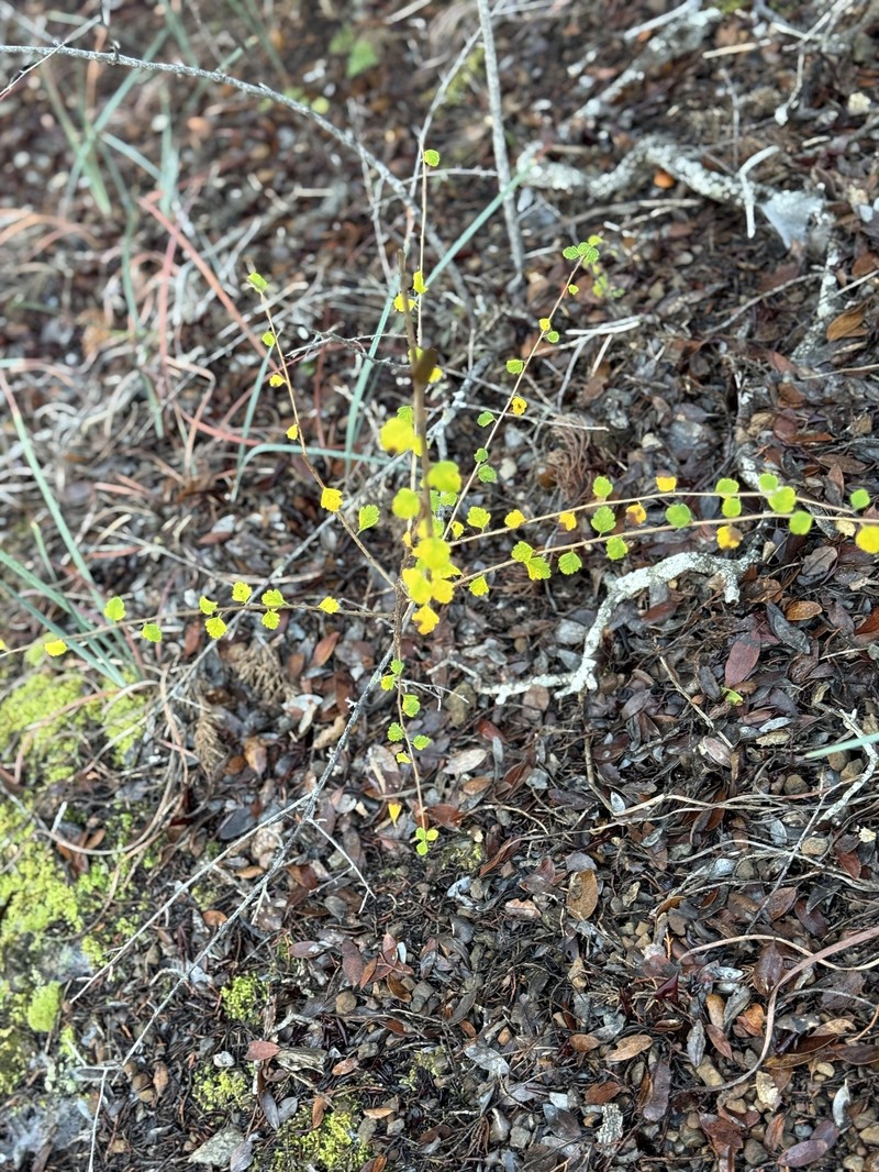 Holodiscus discolor var. cedrorum photo 6