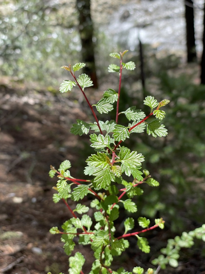 Holodiscus discolor var. cedrorum photo 7