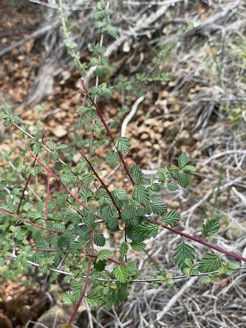 Holodiscus discolor var. cedrorum photo 8
