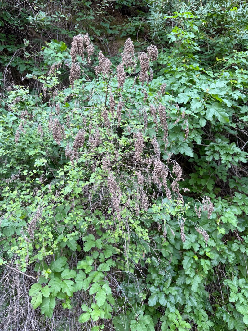 Holodiscus discolor var. discolor