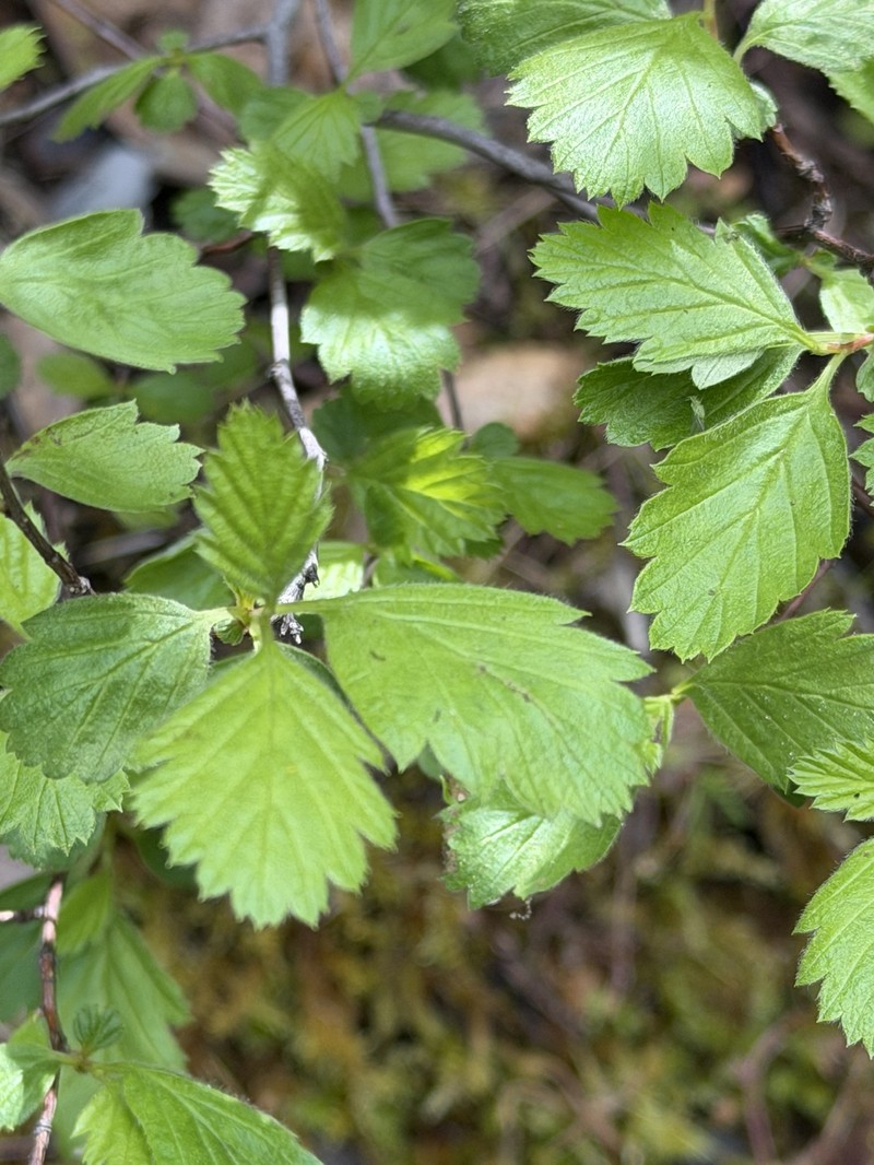 Holodiscus discolor var. discolor photo 2