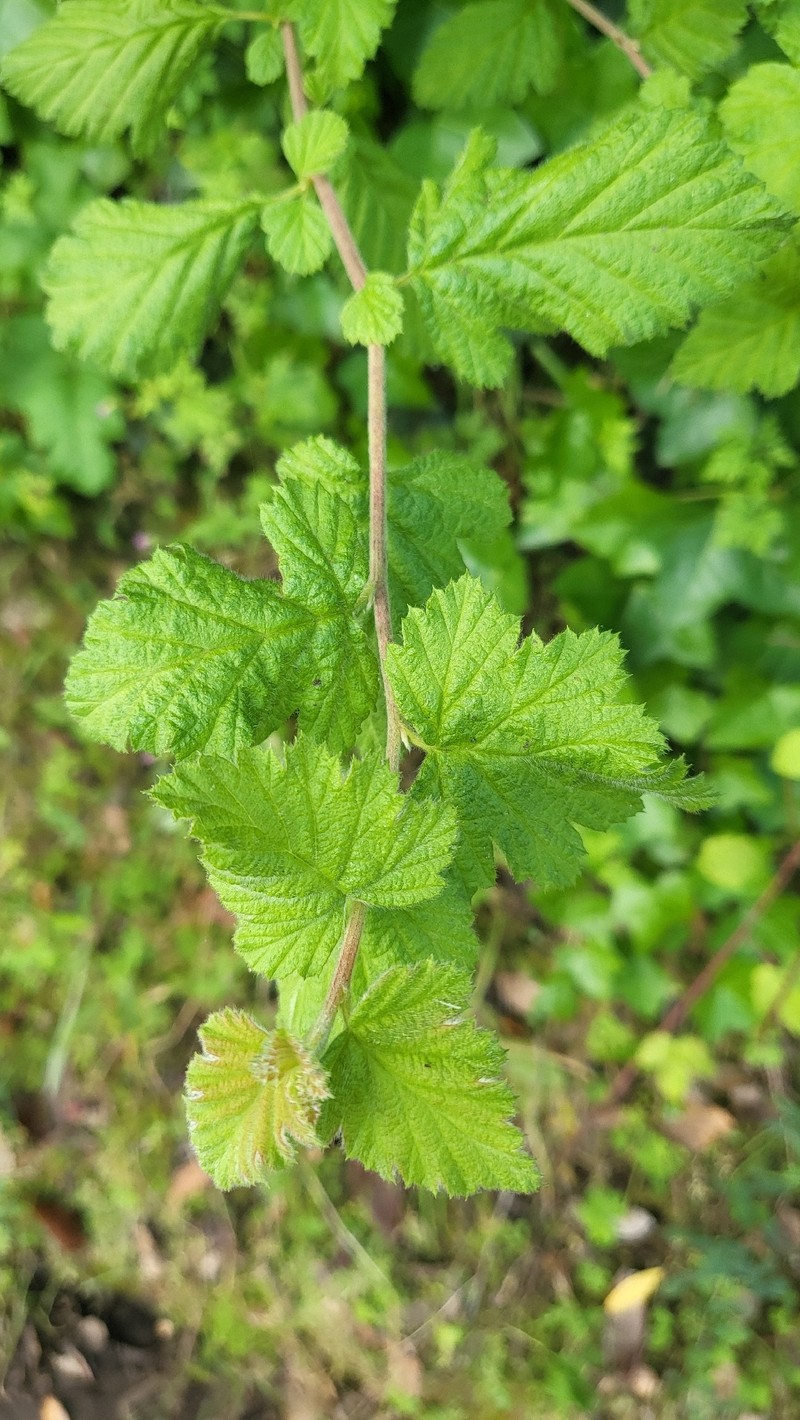 Holodiscus discolor var. discolor photo 3