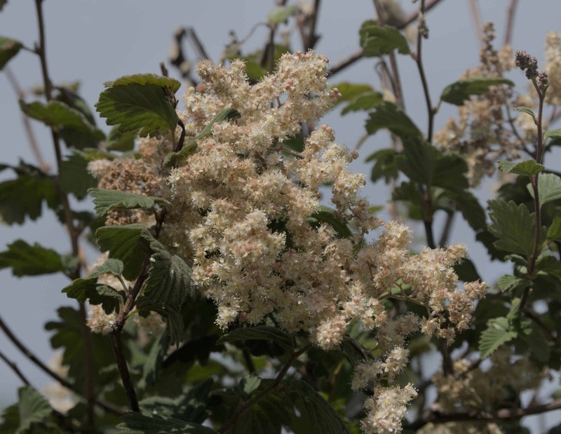 Holodiscus discolor var. discolor photo 4