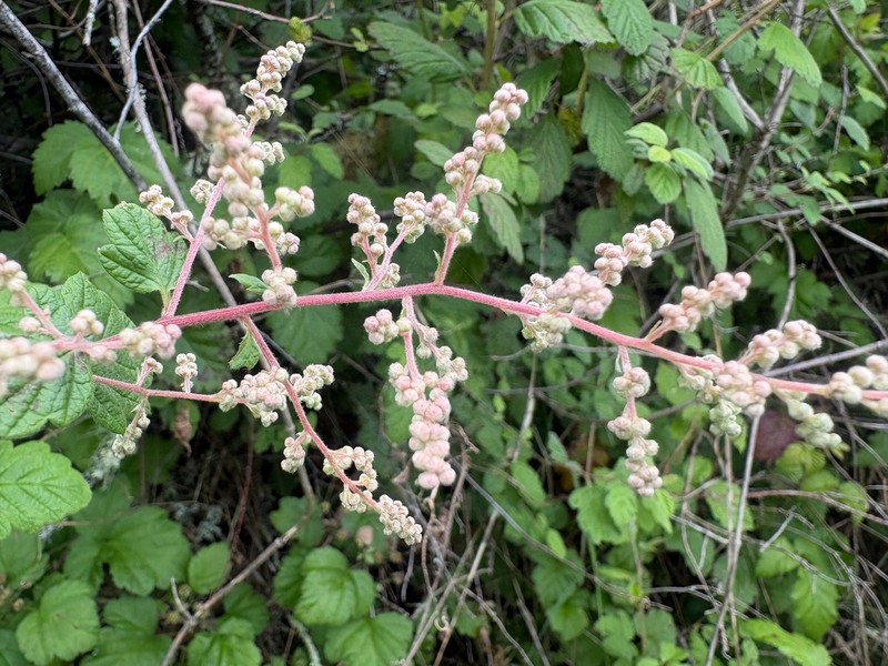 Holodiscus discolor var. discolor photo 5