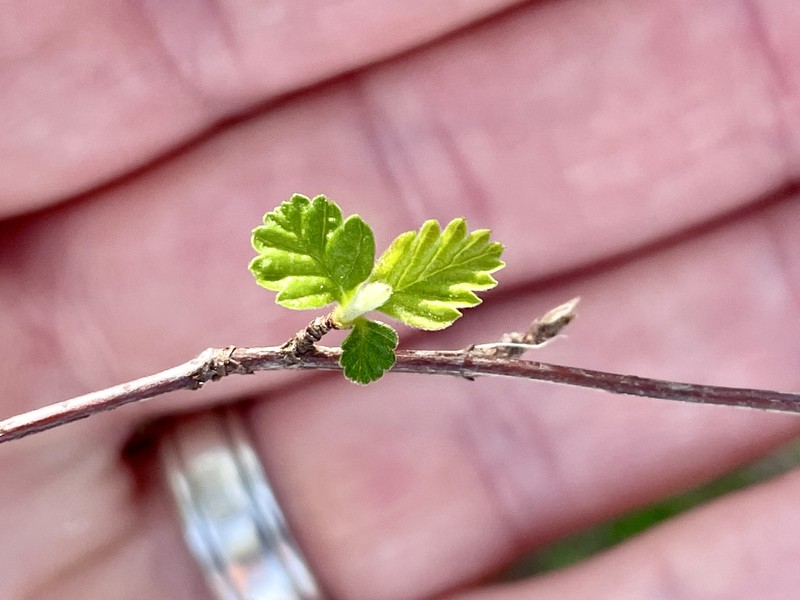 Holodiscus discolor var. discolor photo 6