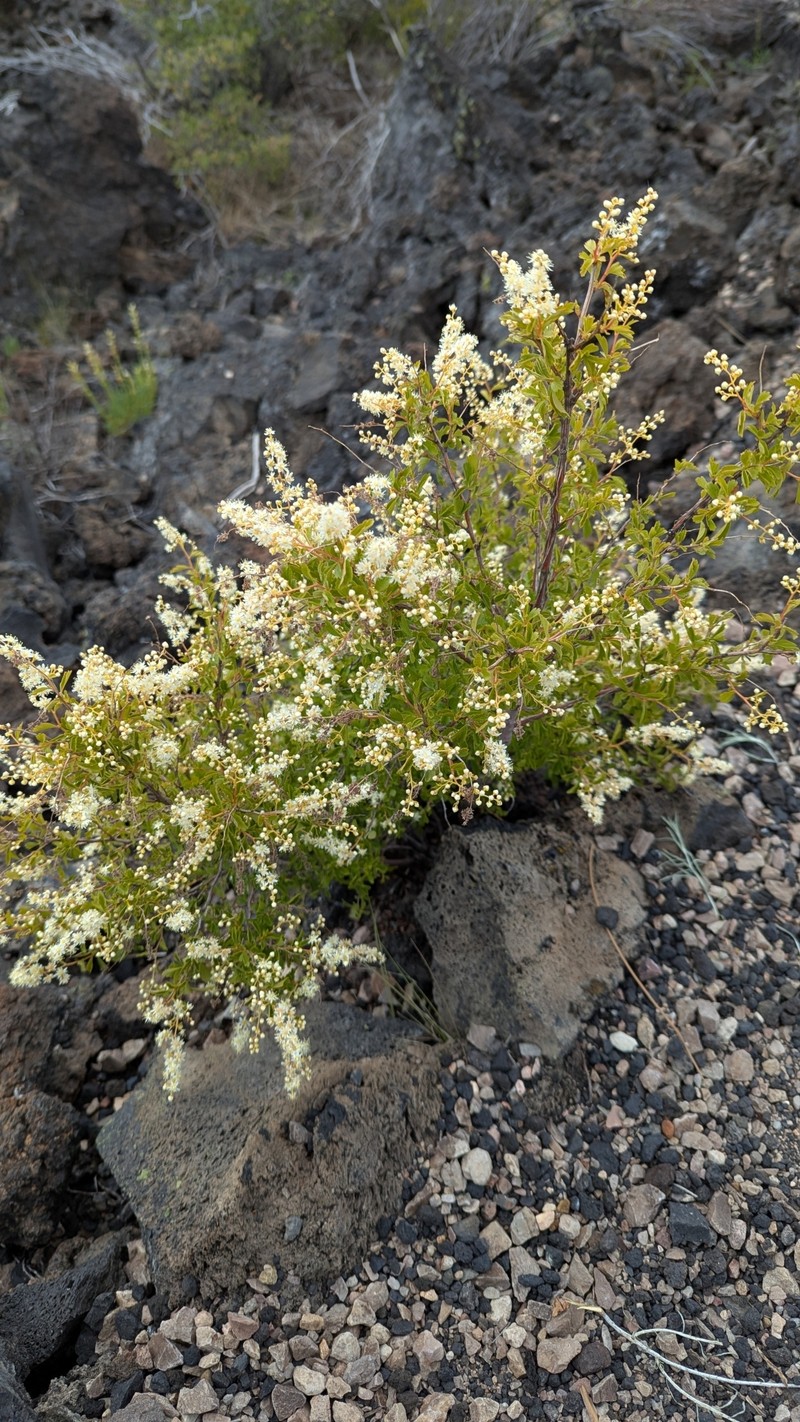 Holodiscus discolor var. glabrescens