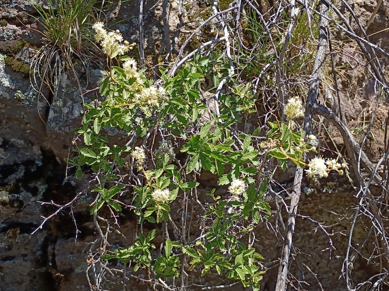 Holodiscus discolor var. glabrescens photo 2