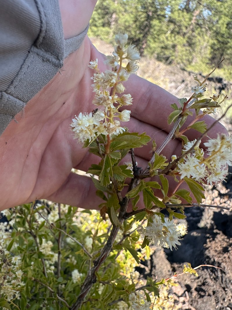 Holodiscus discolor var. glabrescens photo 3