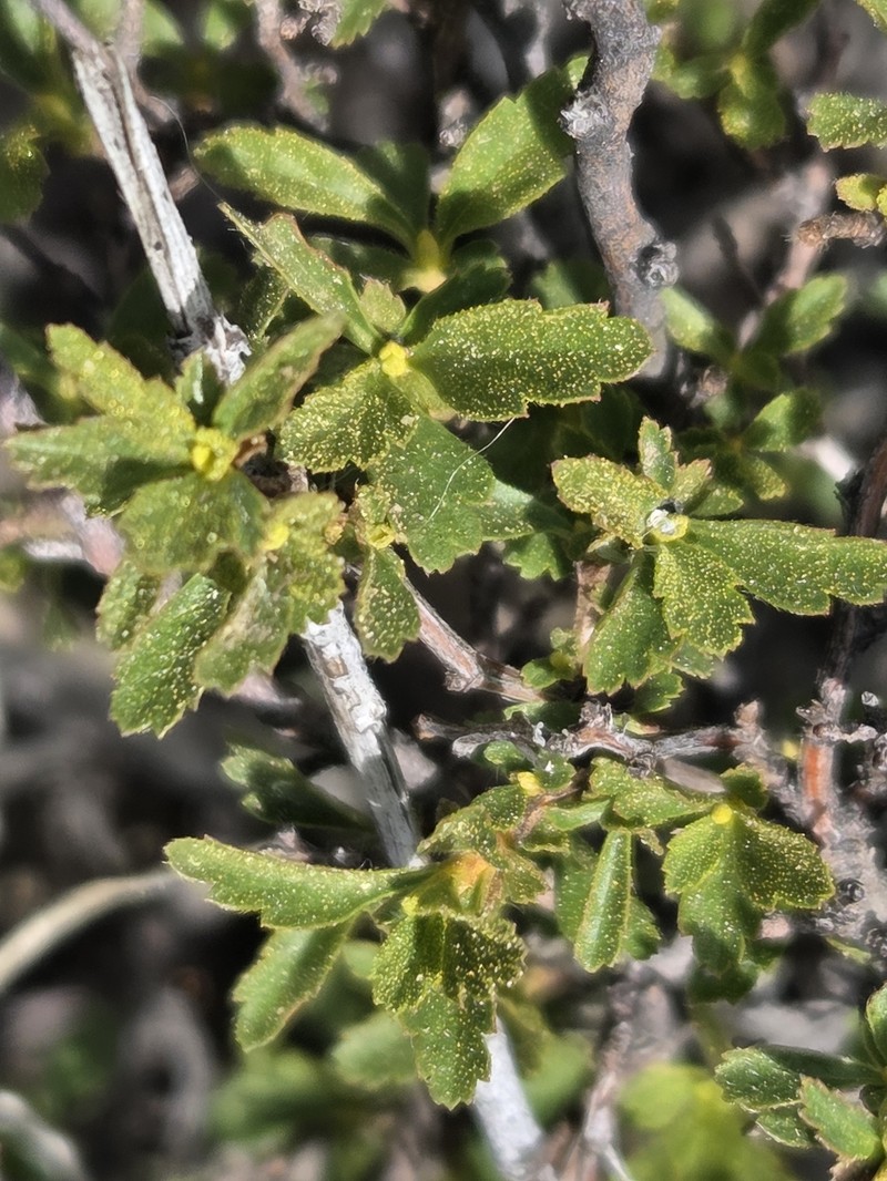 Holodiscus discolor var. glabrescens photo 4