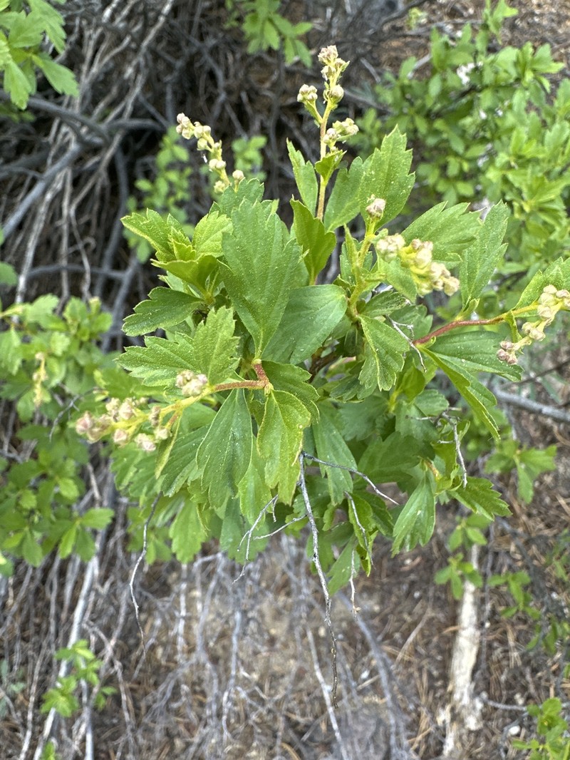 Holodiscus discolor var. glabrescens photo 5