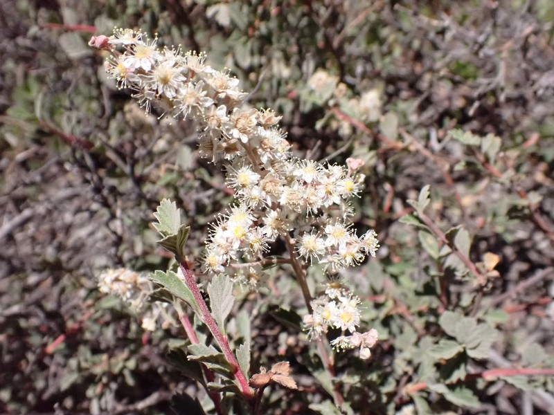 Holodiscus discolor var. glabrescens photo 6