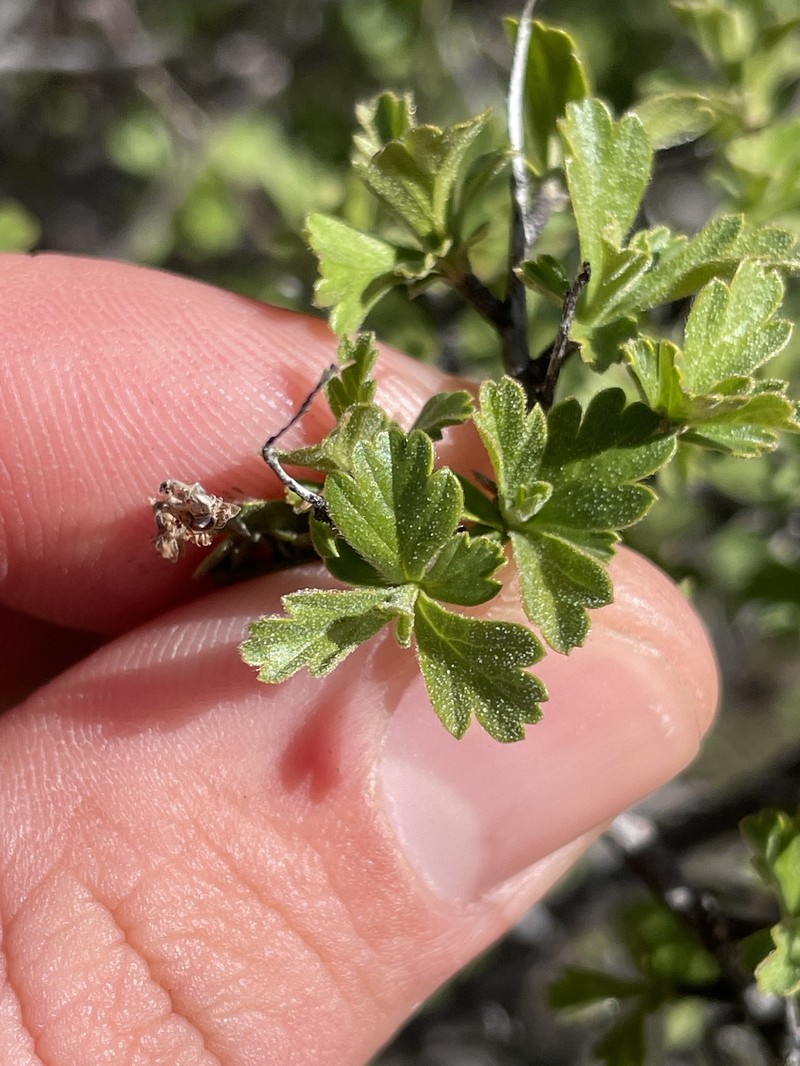Holodiscus discolor var. glabrescens photo 7