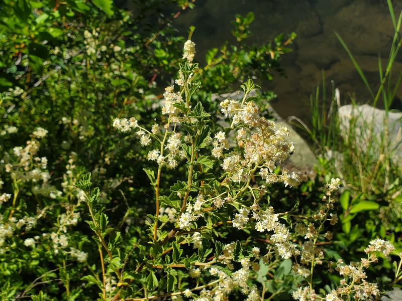 Holodiscus discolor var. glabrescens photo 8