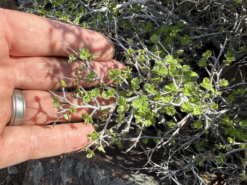 Holodiscus discolor var. microphyllus