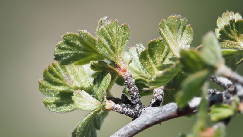 Holodiscus discolor var. microphyllus photo 2