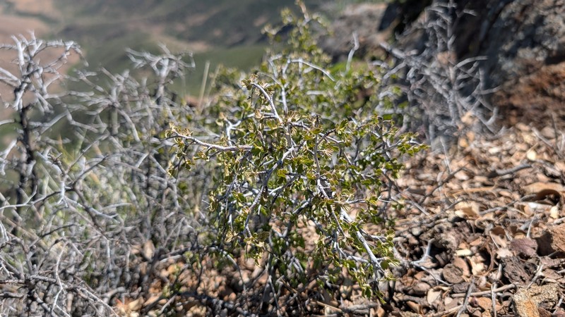 Holodiscus discolor var. microphyllus photo 3