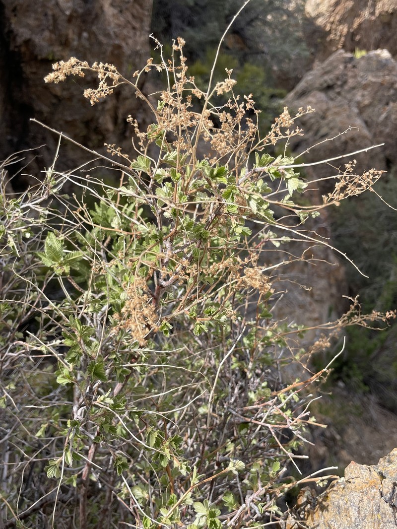 Holodiscus discolor var. microphyllus photo 4