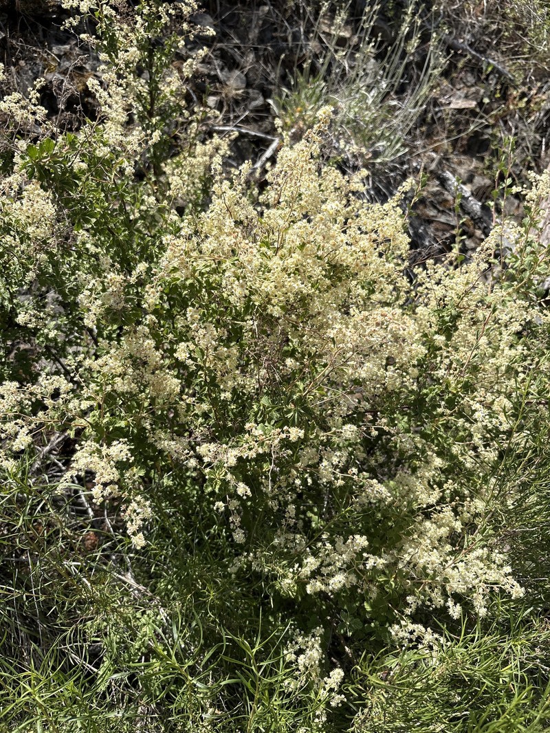Holodiscus discolor var. microphyllus photo 6