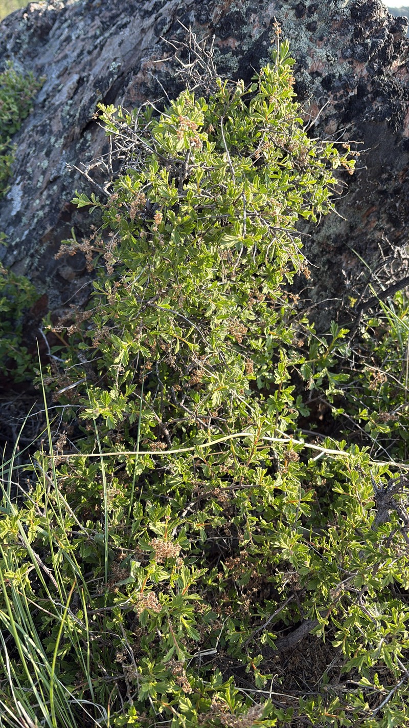 Holodiscus discolor var. microphyllus photo 7