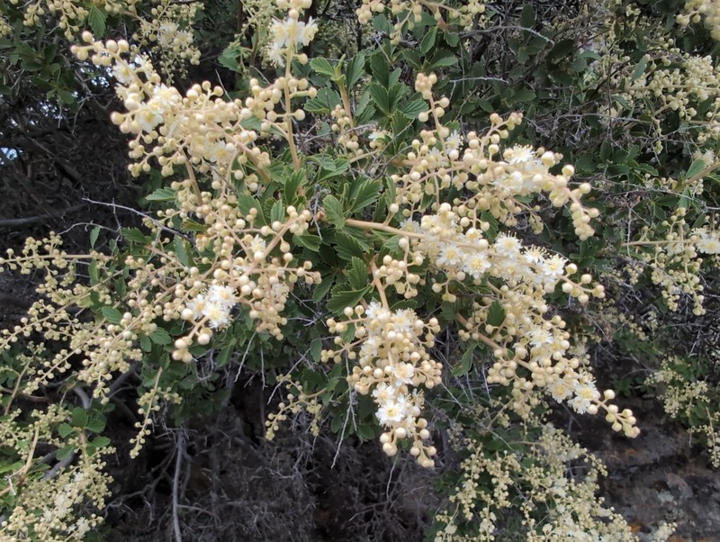 Holodiscus discolor var. microphyllus photo 8