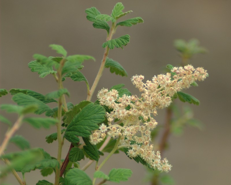Rockspirea