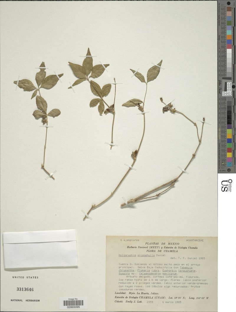 Holographis anisophylla