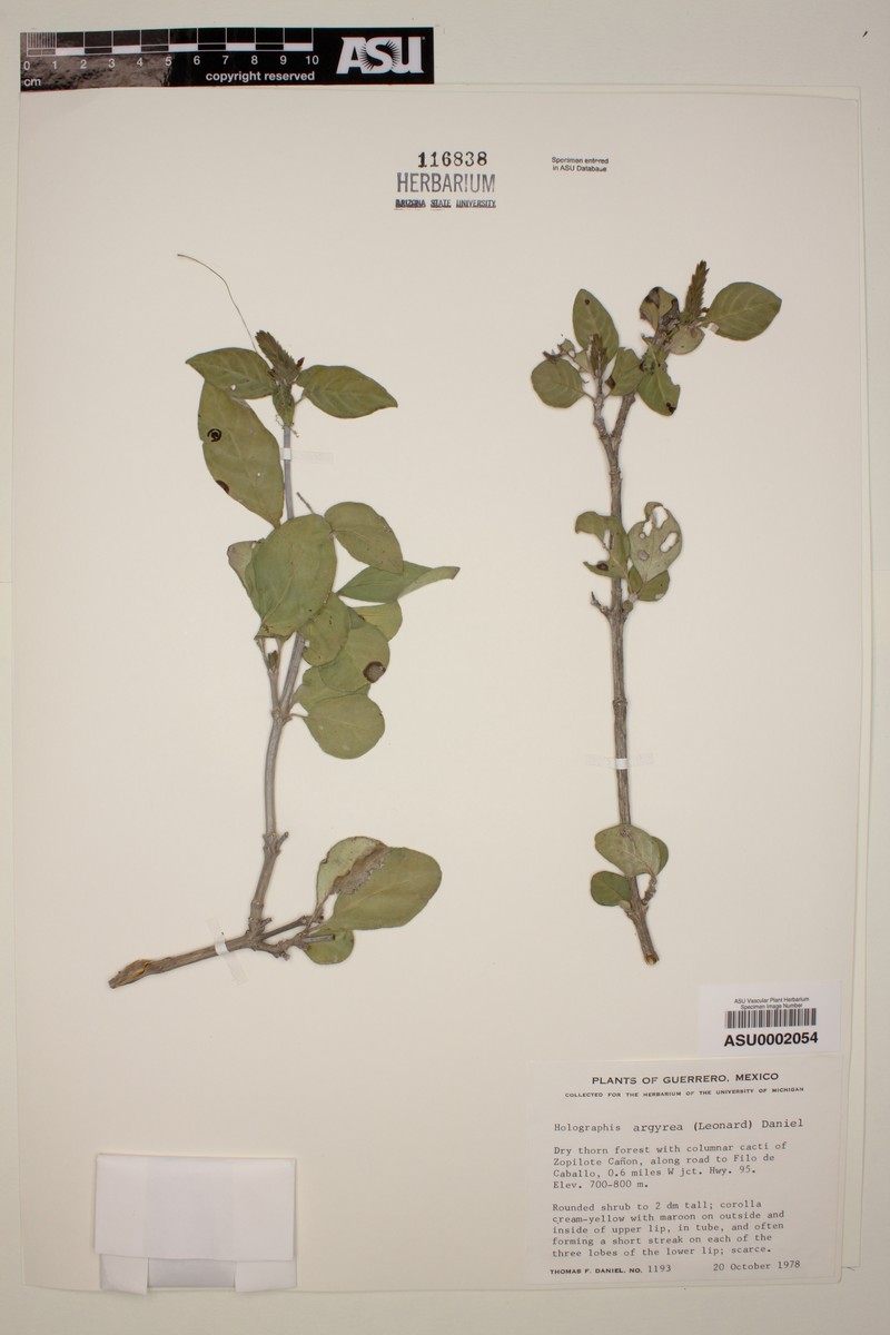 Holographis argyrea photo 3