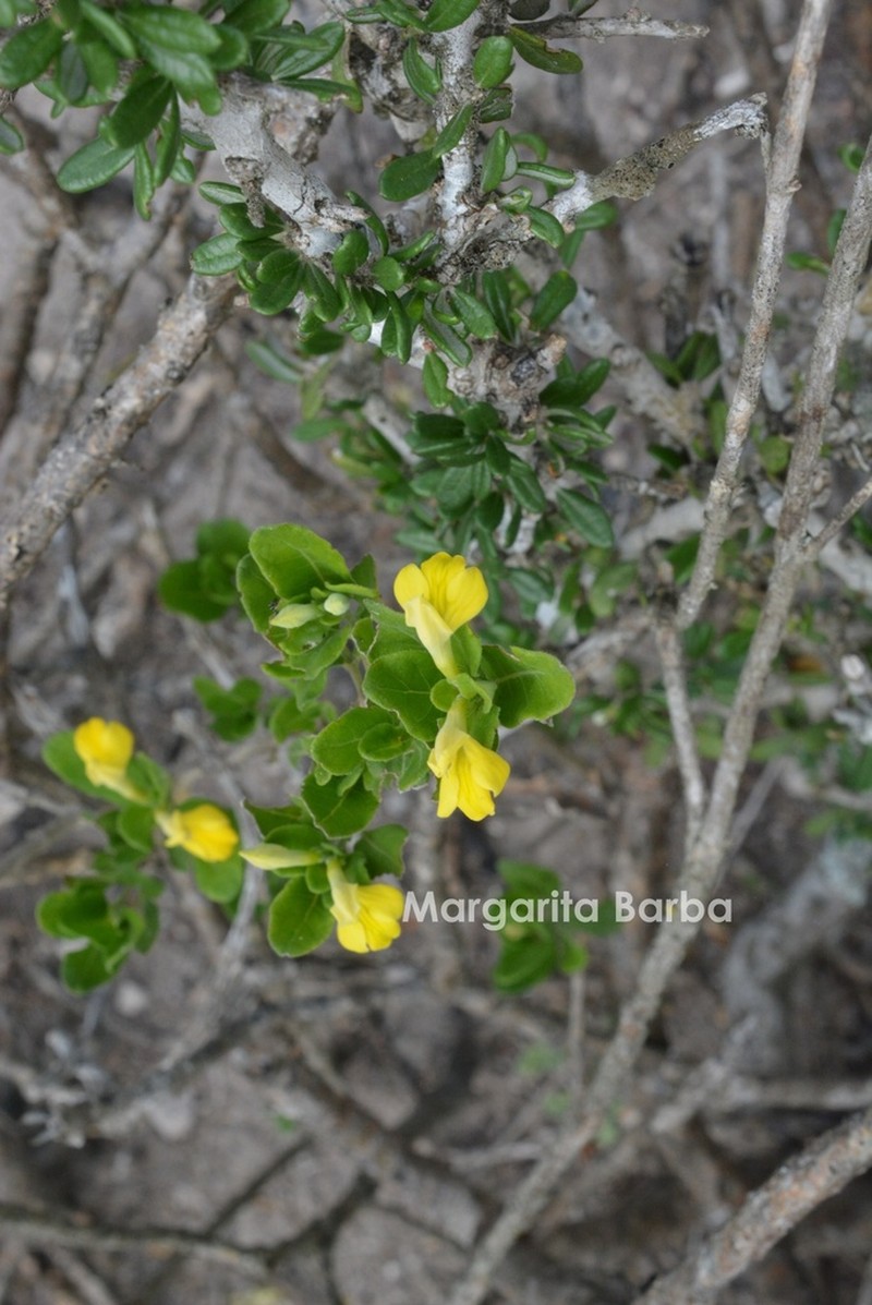 Holographis ehrenbergiana