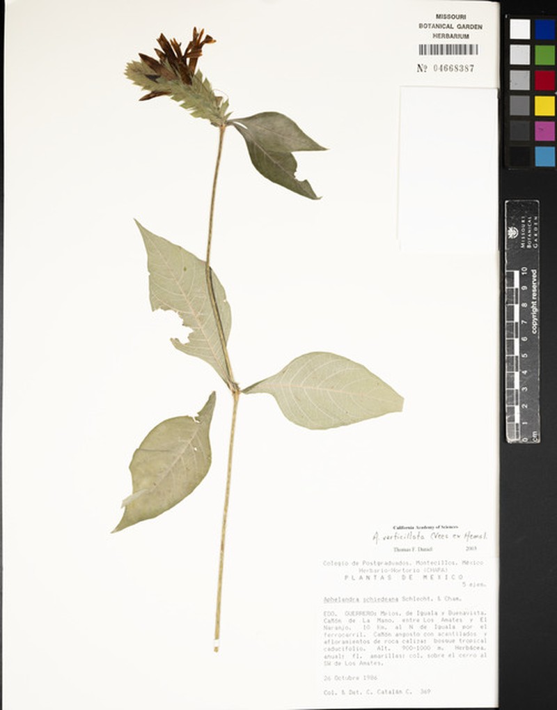 Holographis haenkeana