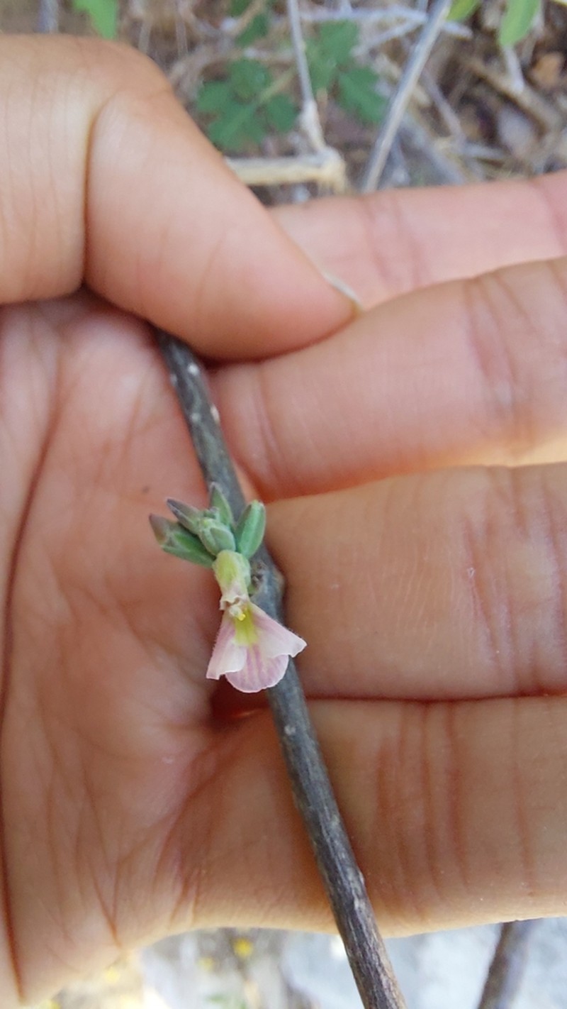 Holographis hintonii