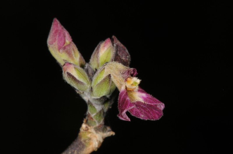 Holographis hintonii photo 3