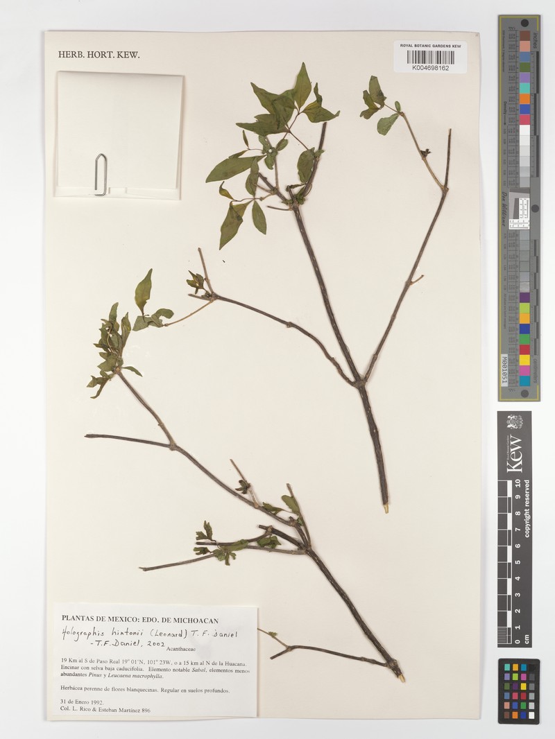 Holographis hintonii photo 4