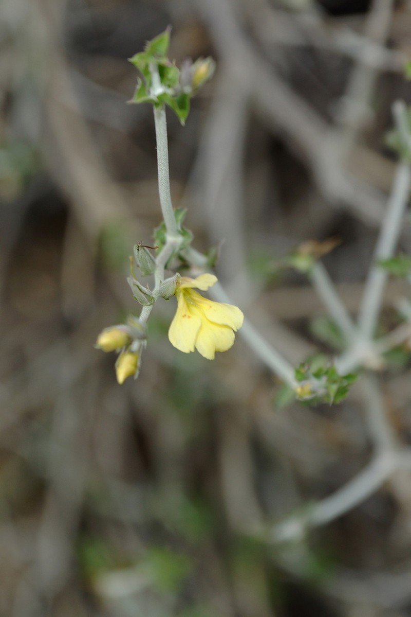 Holographis ilicifolia