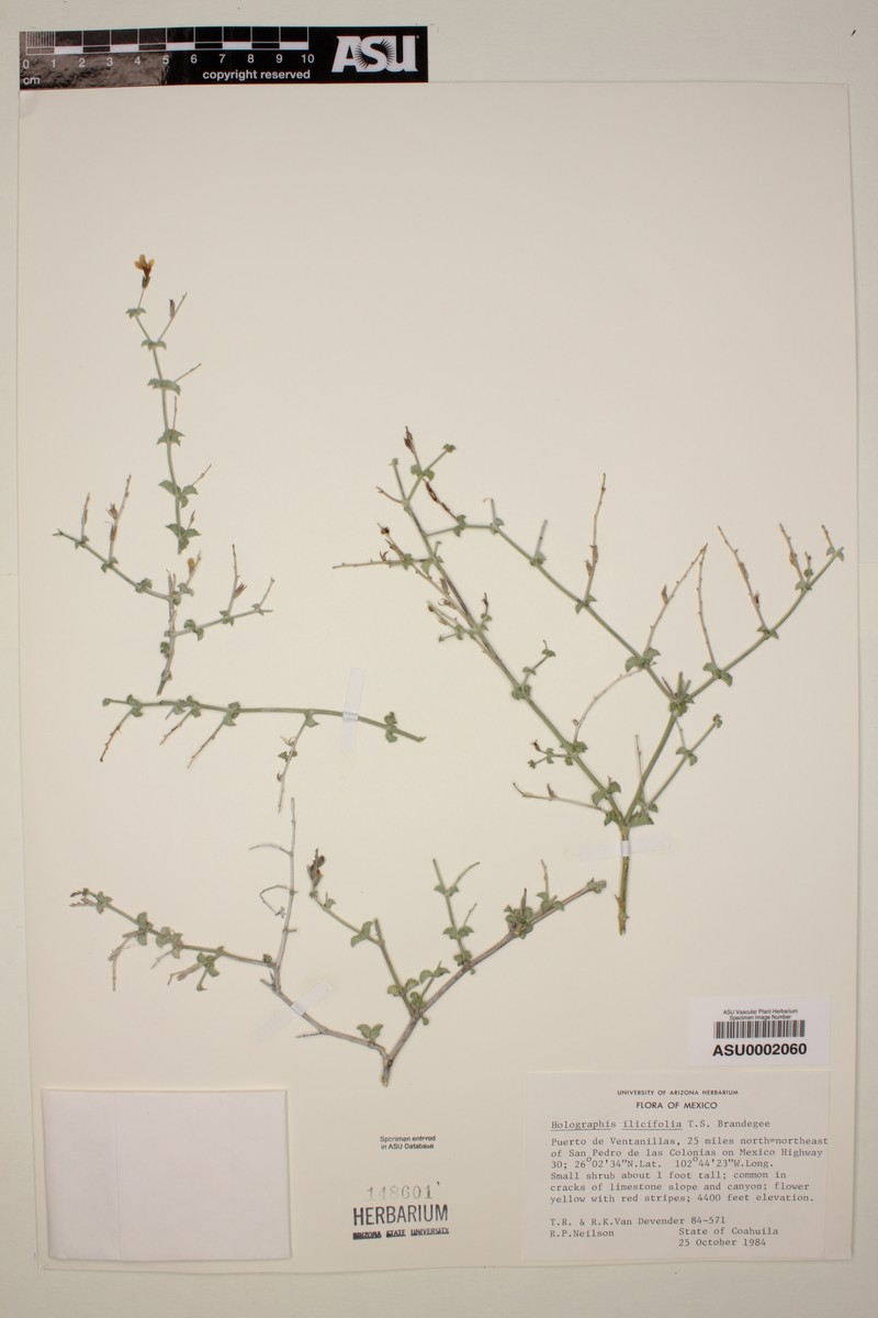 Holographis ilicifolia photo 3