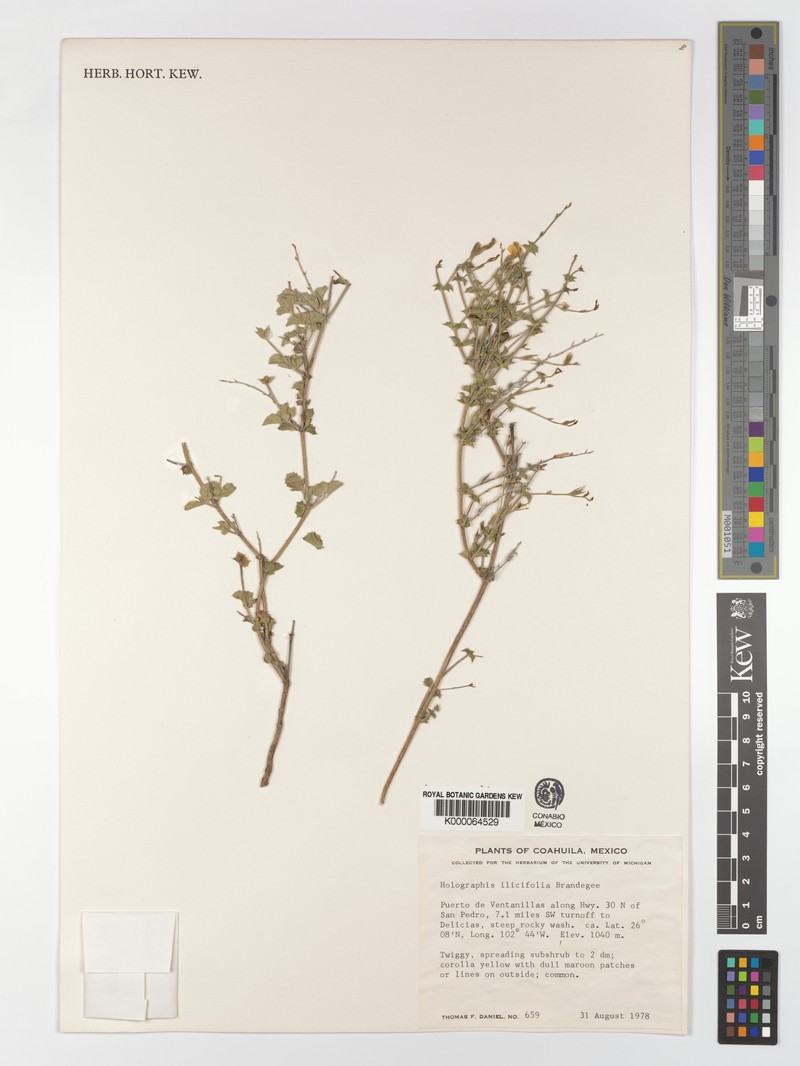 Holographis ilicifolia photo 4