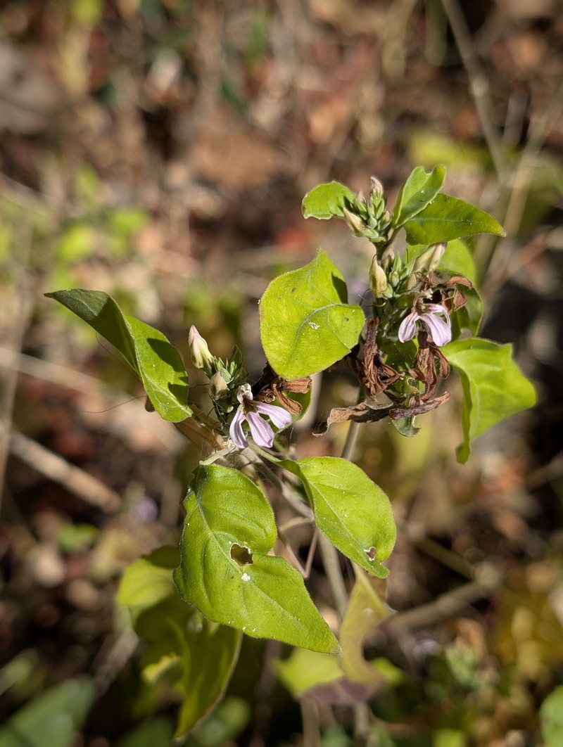 Holographis leticiana photo 2
