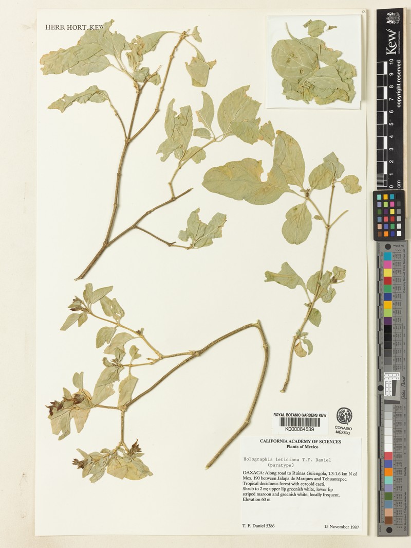 Holographis leticiana photo 3