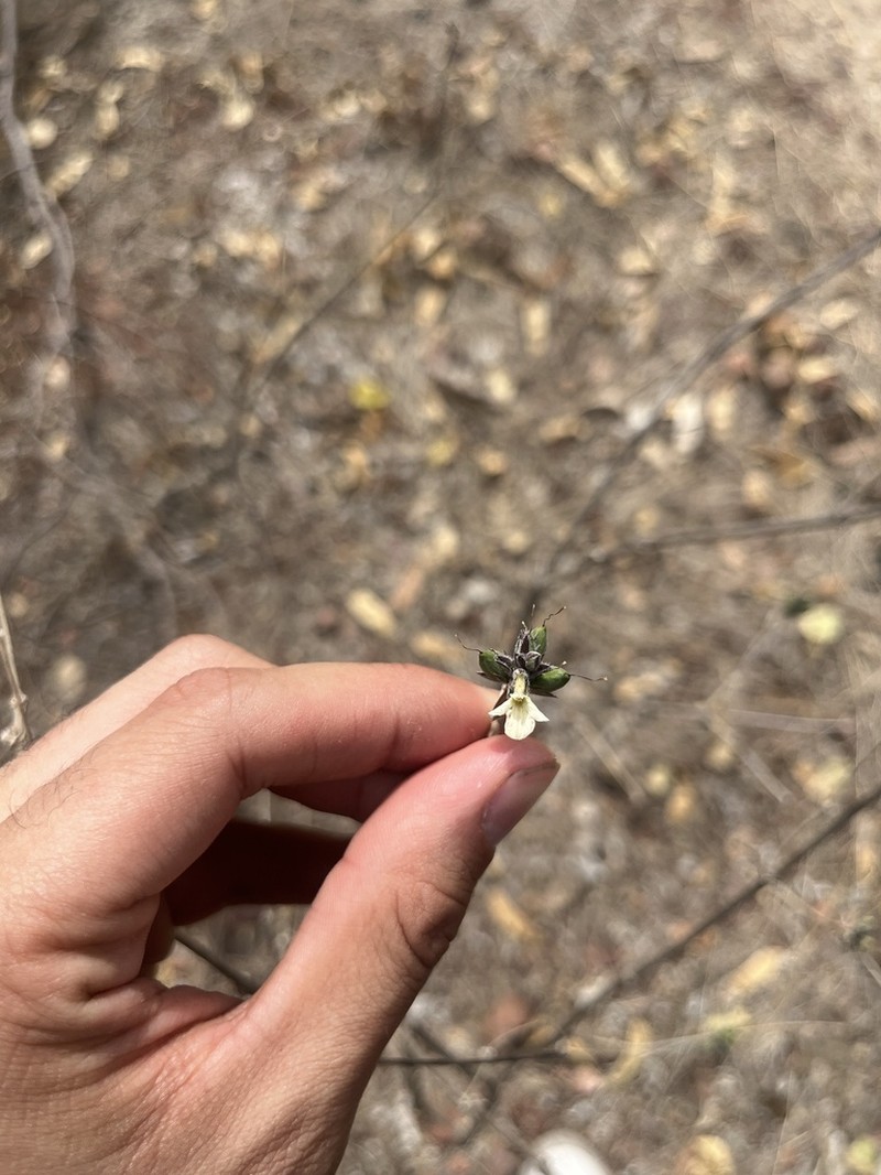 Holographis pallida photo 2